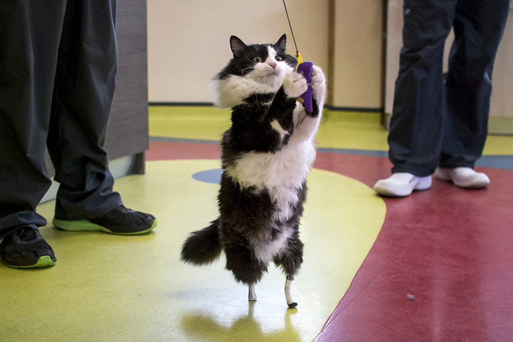 AFP/Nikolay Doychinov