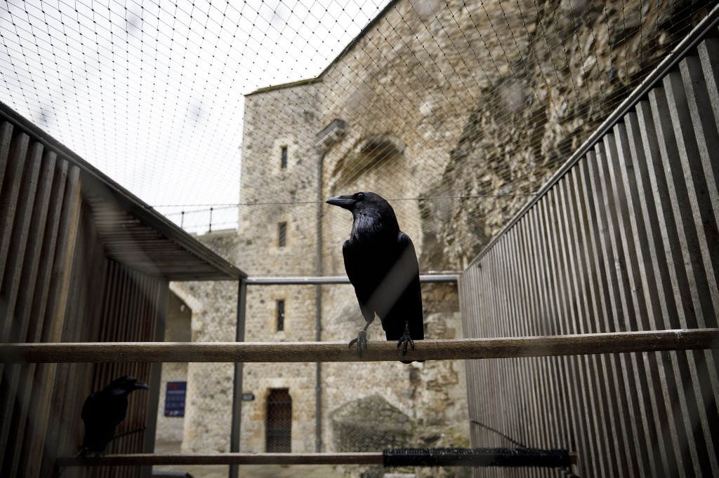 BRITAIN-LIFESTYLE-TOURISM-ROYALS-RAVENS-TOWER