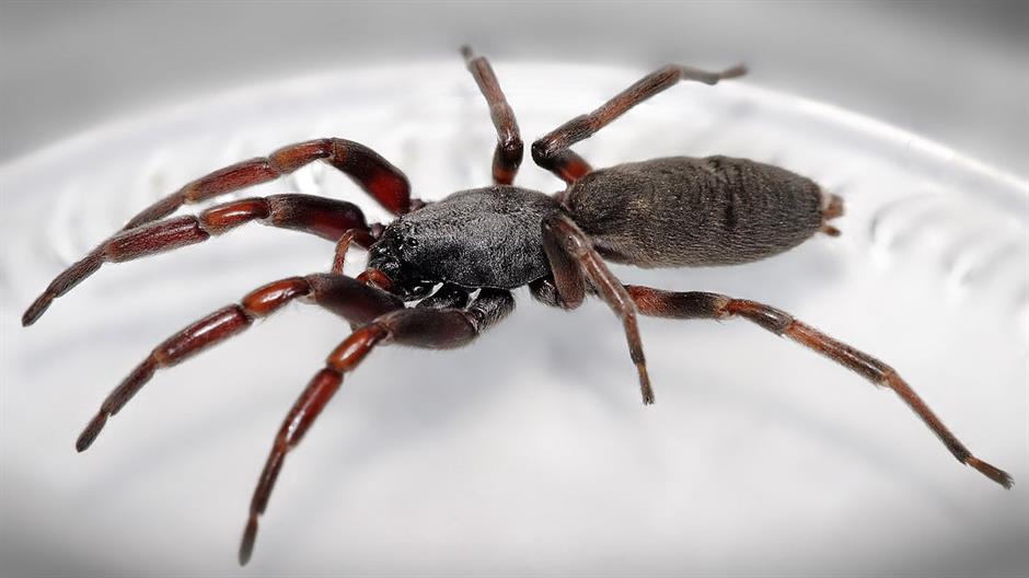 1200px-White_tailed_spider