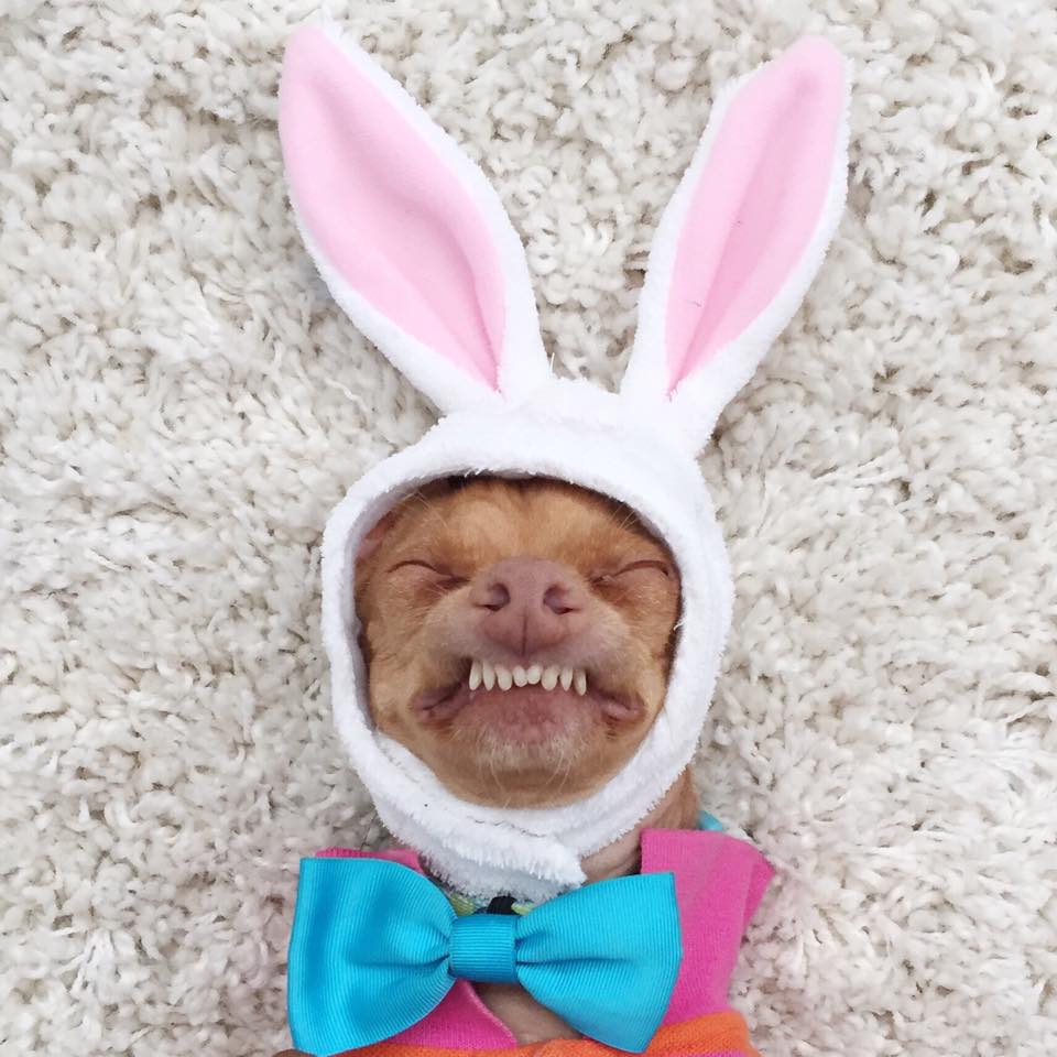 12417551_580092495475553_3304694699013903863_n