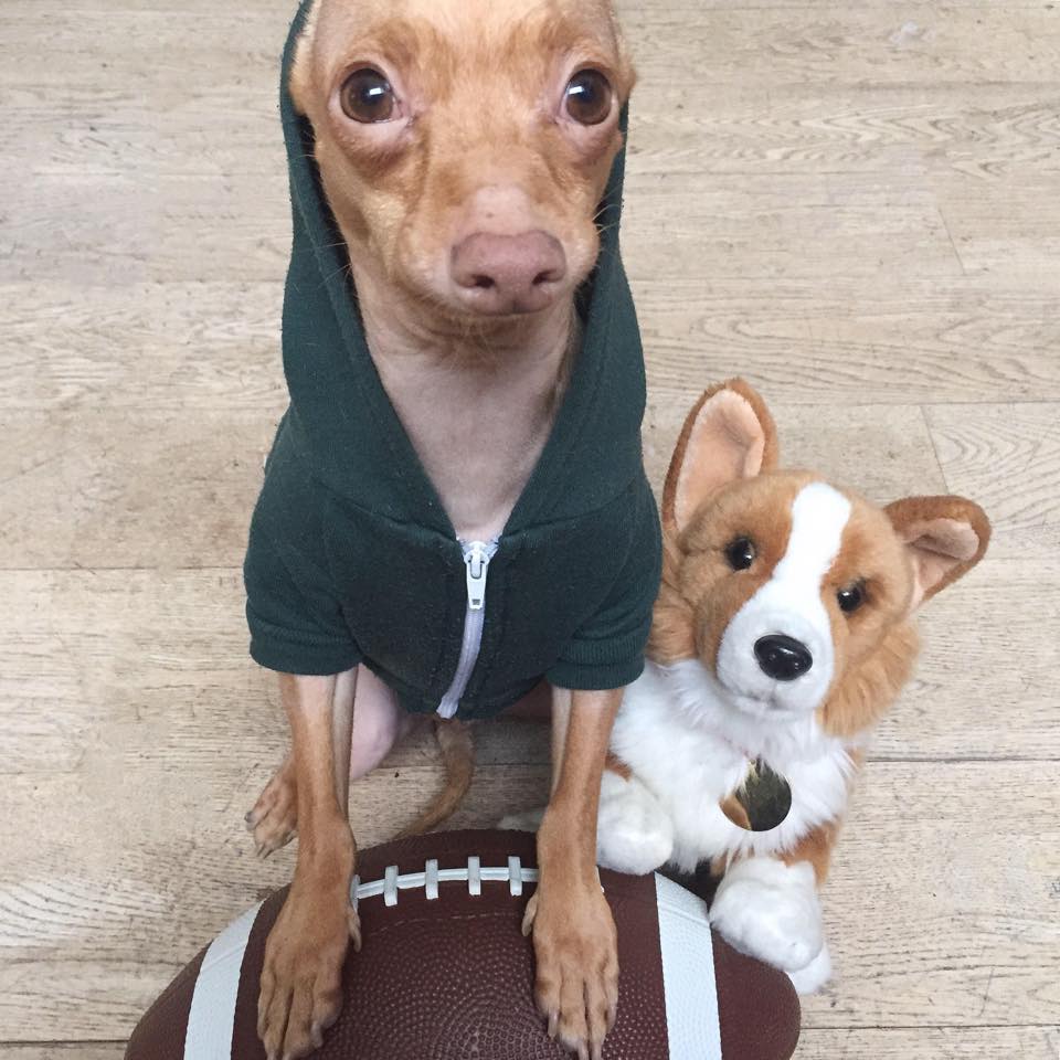 12647043_558099861008150_5122438331277156733_n