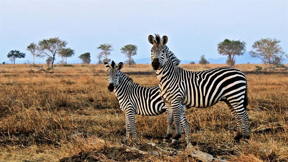 1280px-Zebra_in_Mikumi