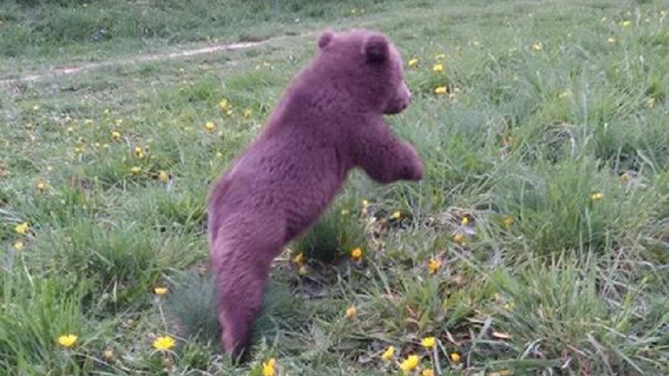 13051513_1277436148937507_1961487992262673397_n