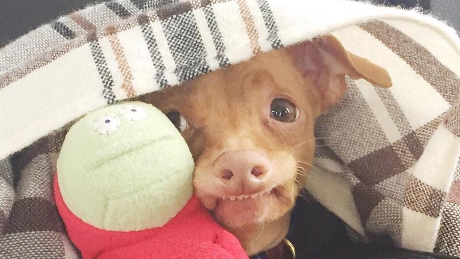 13095889_595615543923248_8522669711366989317_n