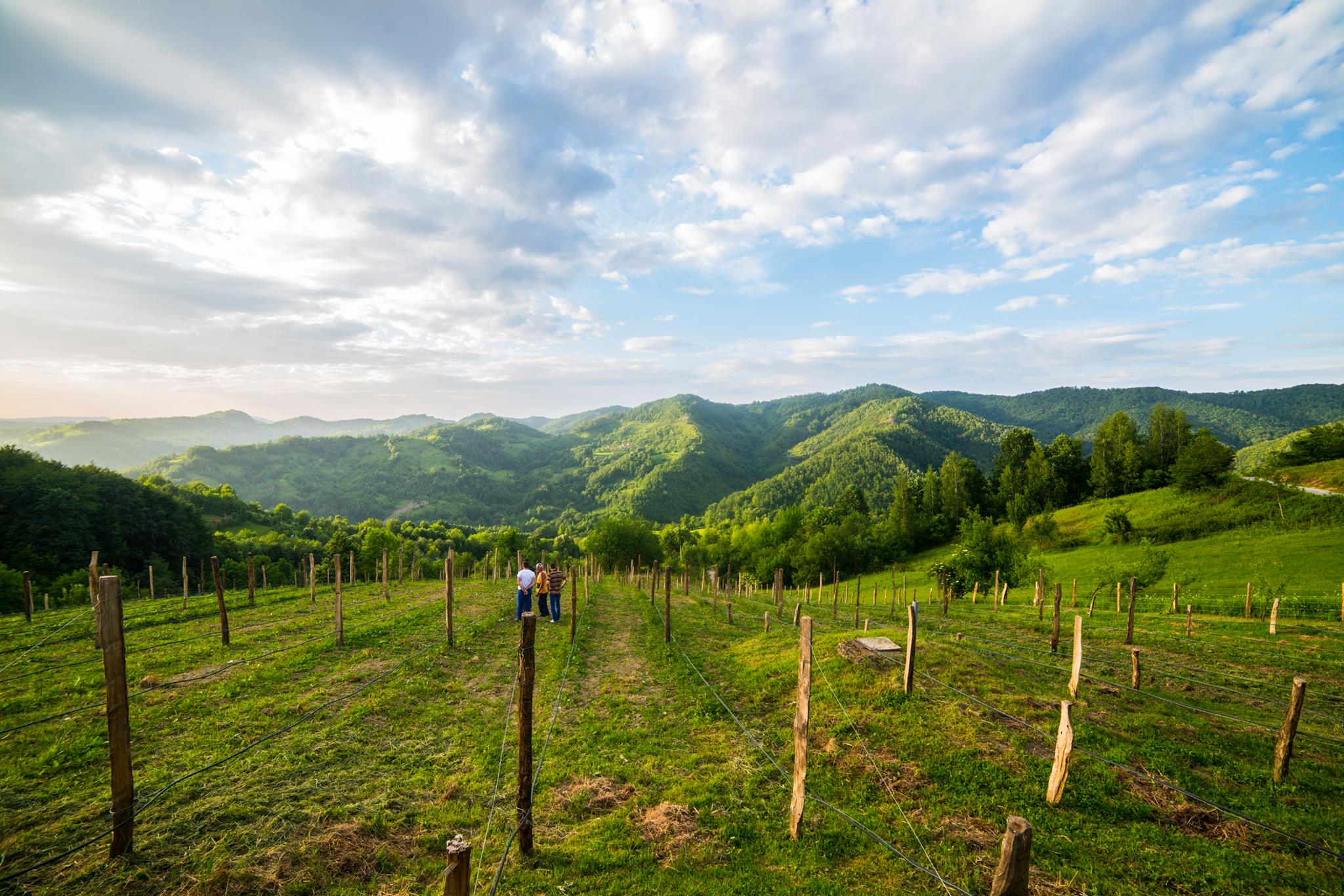 13308436_457399617788080_6834948985770610767_o