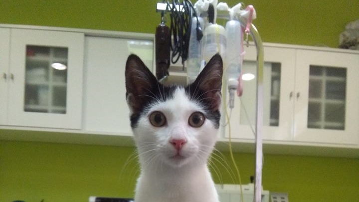 13775337_266372707064613_5269271086001592353_n