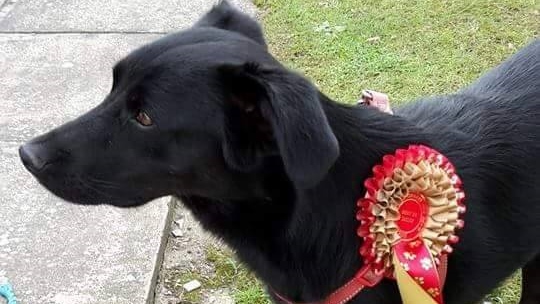 14441220_1100349880020296_5366172907450338190_n