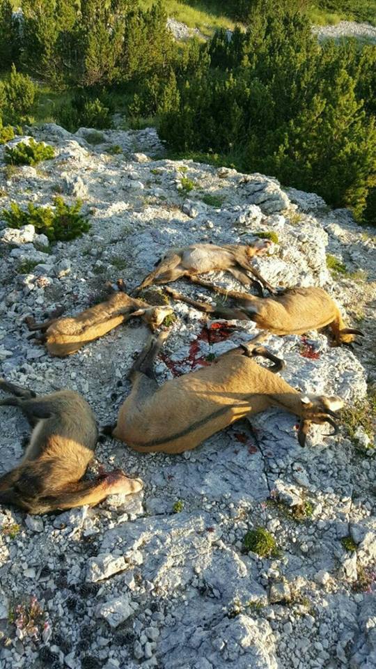 15589700_1547668298593853_4915941297115725089_n