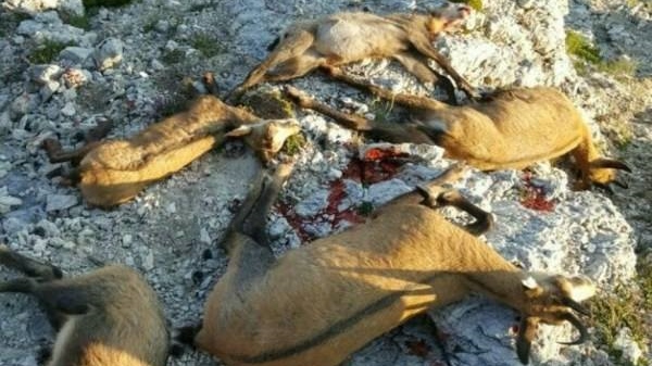 15590528_1547668185260531_8987341990378532160_n