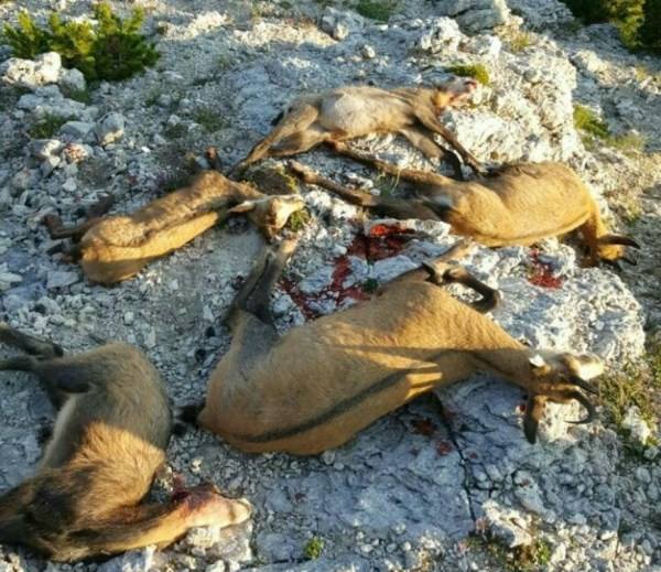 15590528_1547668185260531_8987341990378532160_n