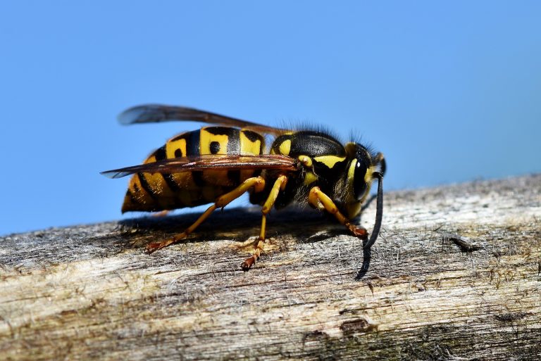 hornet-3336385_1920-768x513