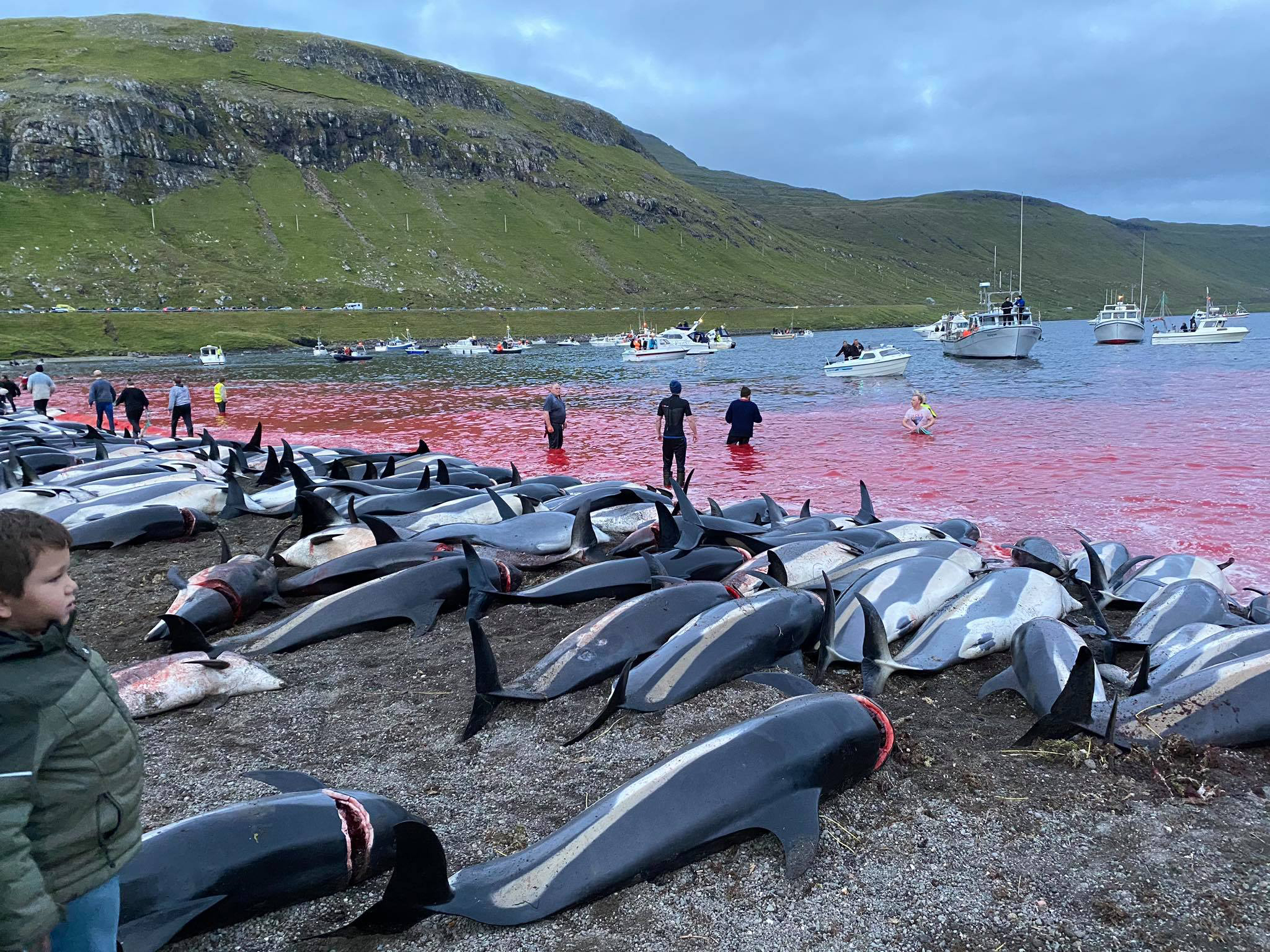 Faeroe Islands Dolphins