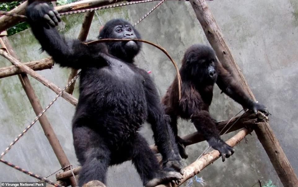 Virunga National Park