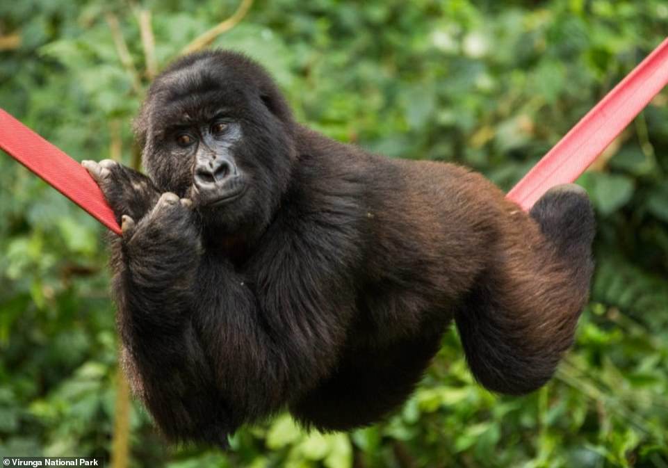 Virunga National Park