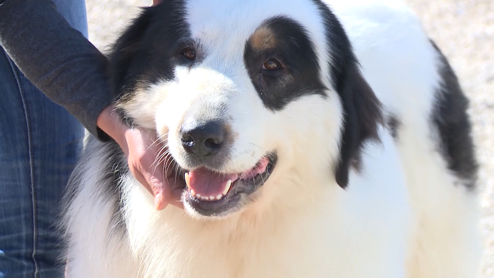 SA-SEVDAH BUZIM PKG-ADS-1(20211012-175116499).mxf.00_00_27_03.Still001