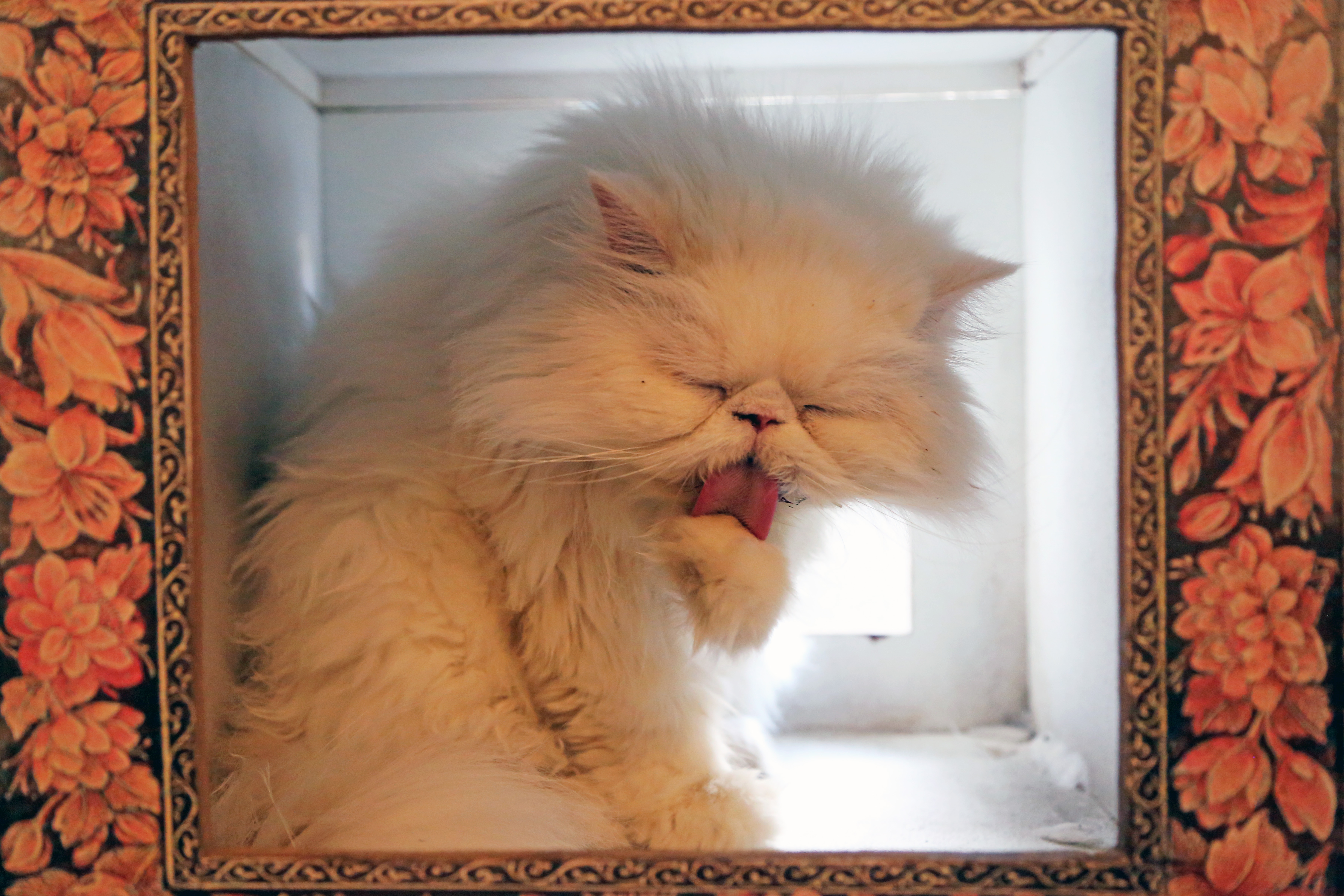 Neobičan Muzej mačaka u Teheranu: Dom za desetine malih prijatelja ljudi