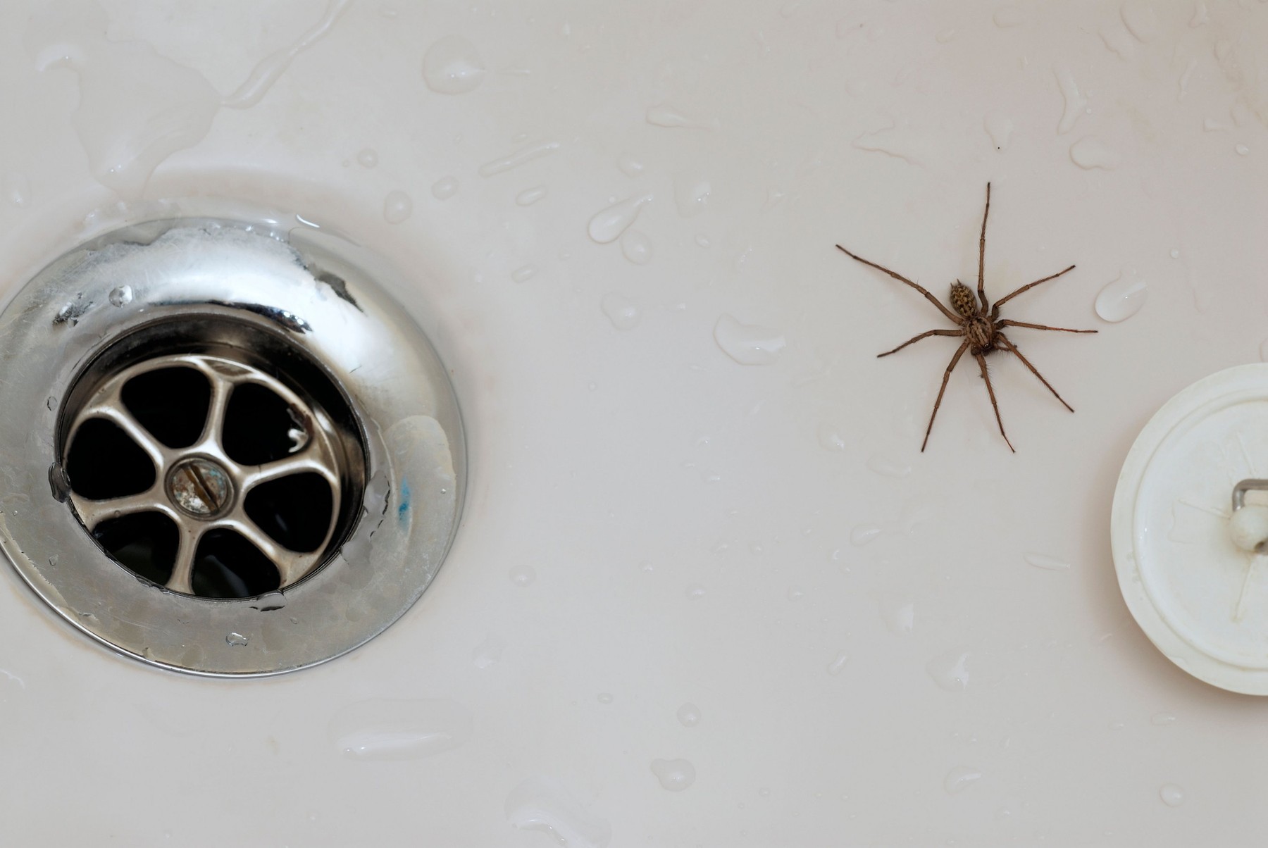 Male house spider trapped in a bath showing drain and plug