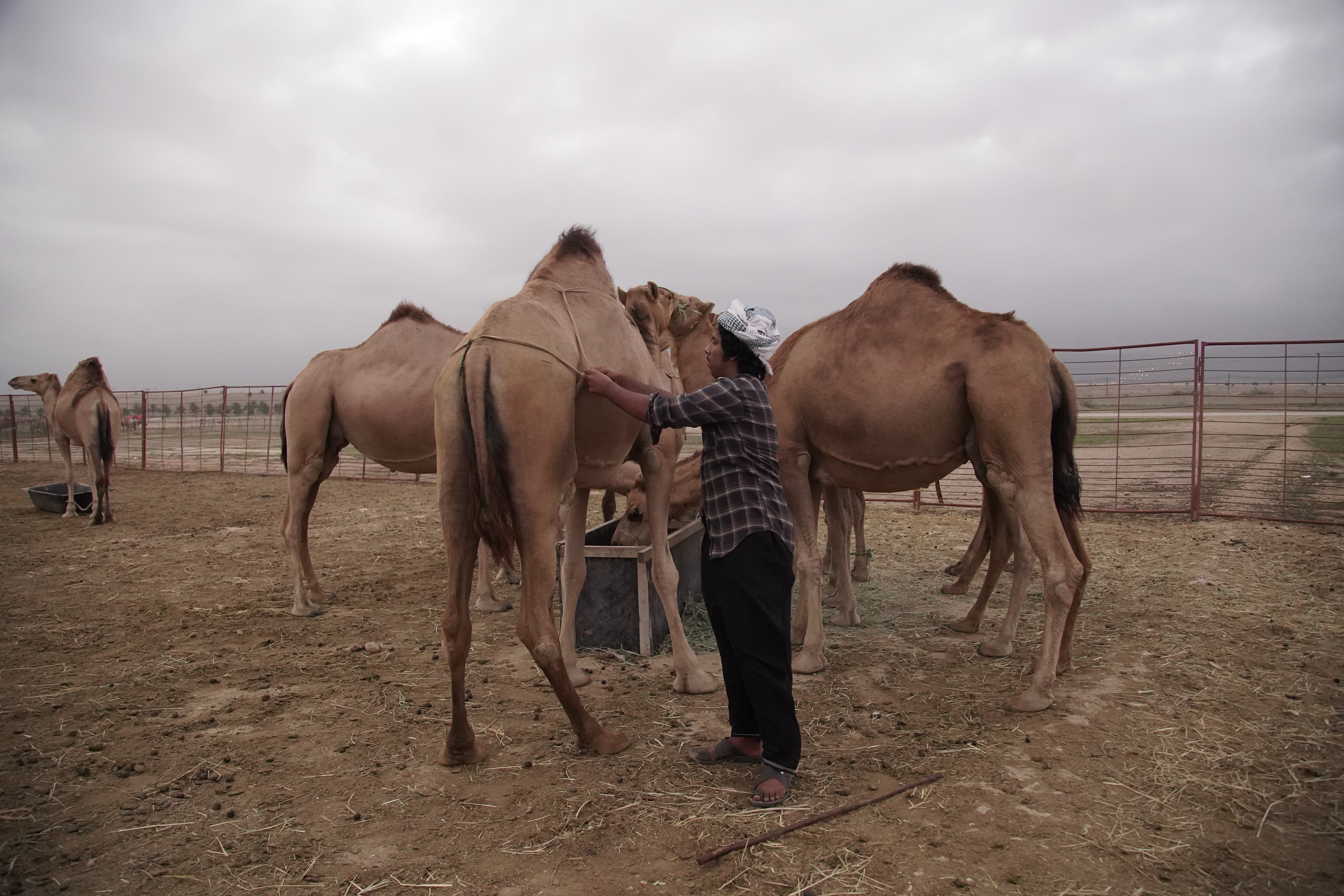 Deve su kulturno i historijsko blago Omana: Koriste se za turizam, trke, ali i ishranu