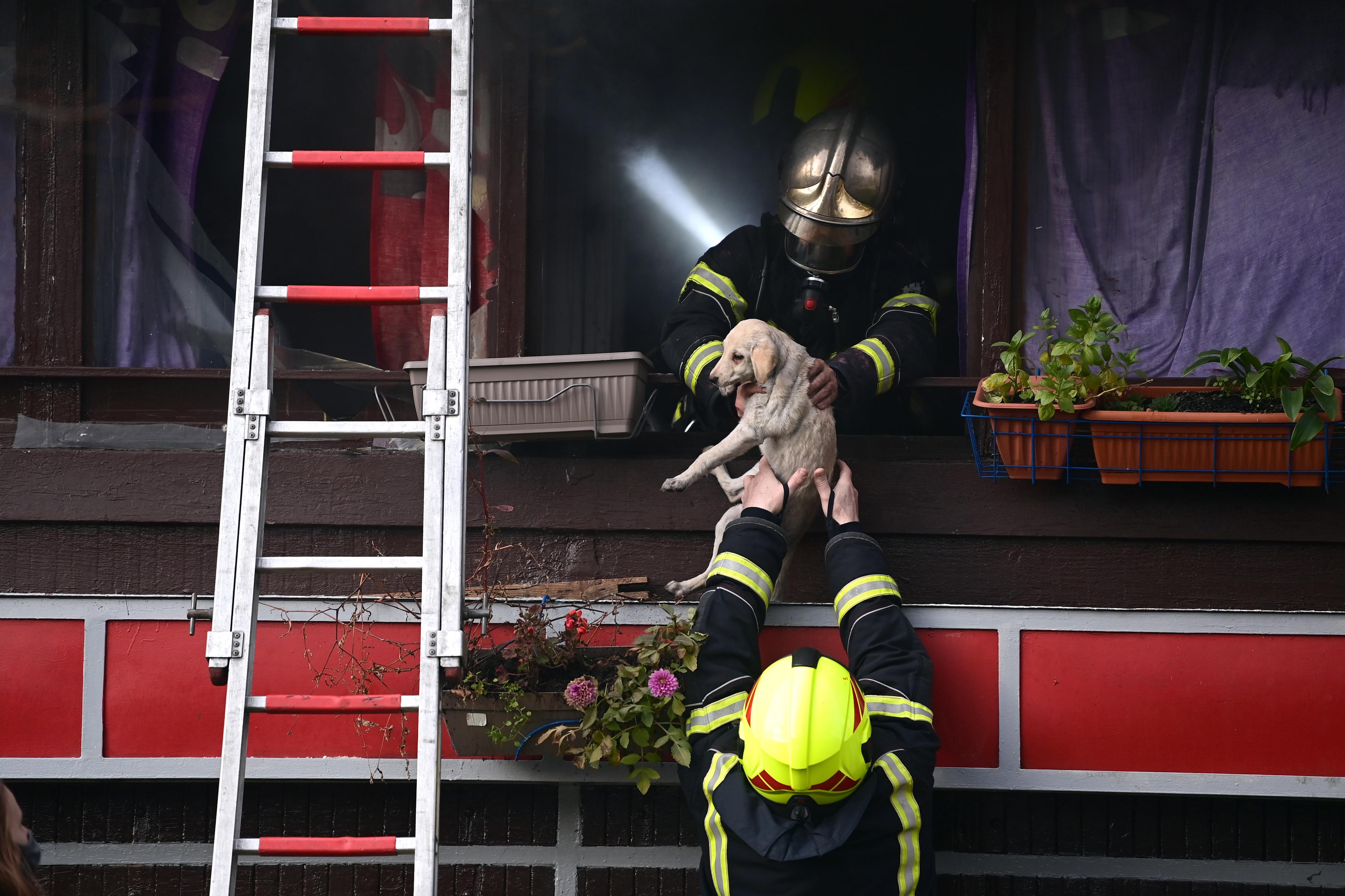 Požar na Peščenici, gori neboder, spašeni baka i pas