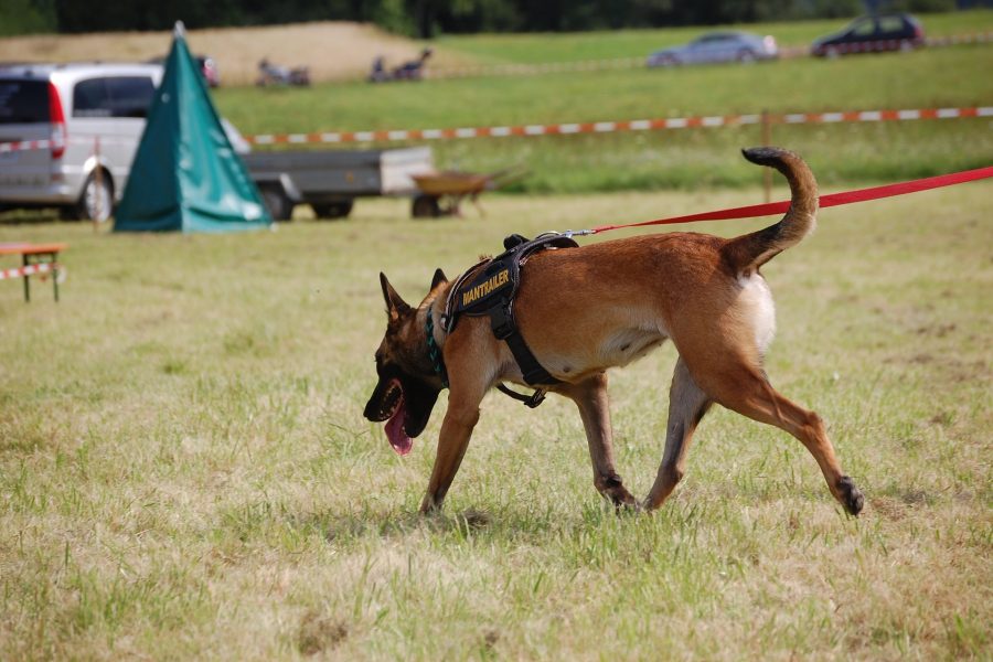 1640762109-search-dog-g482cdf3c3_1920-900x600