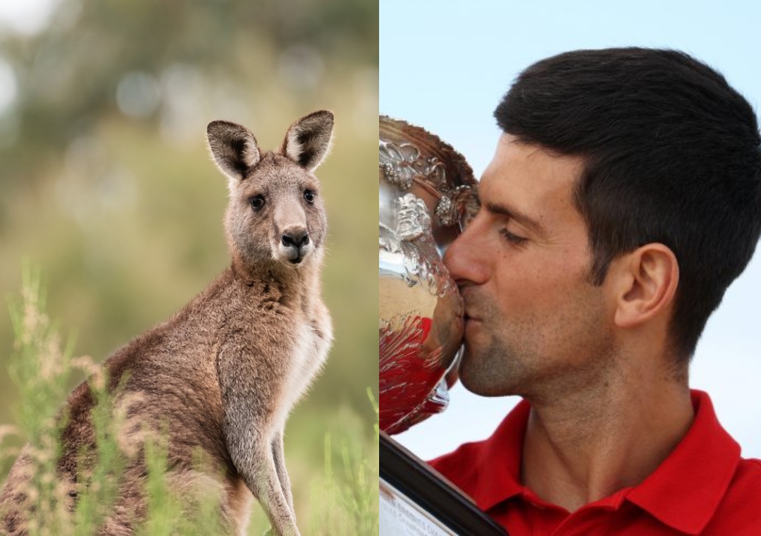 djokovic kengur (1)