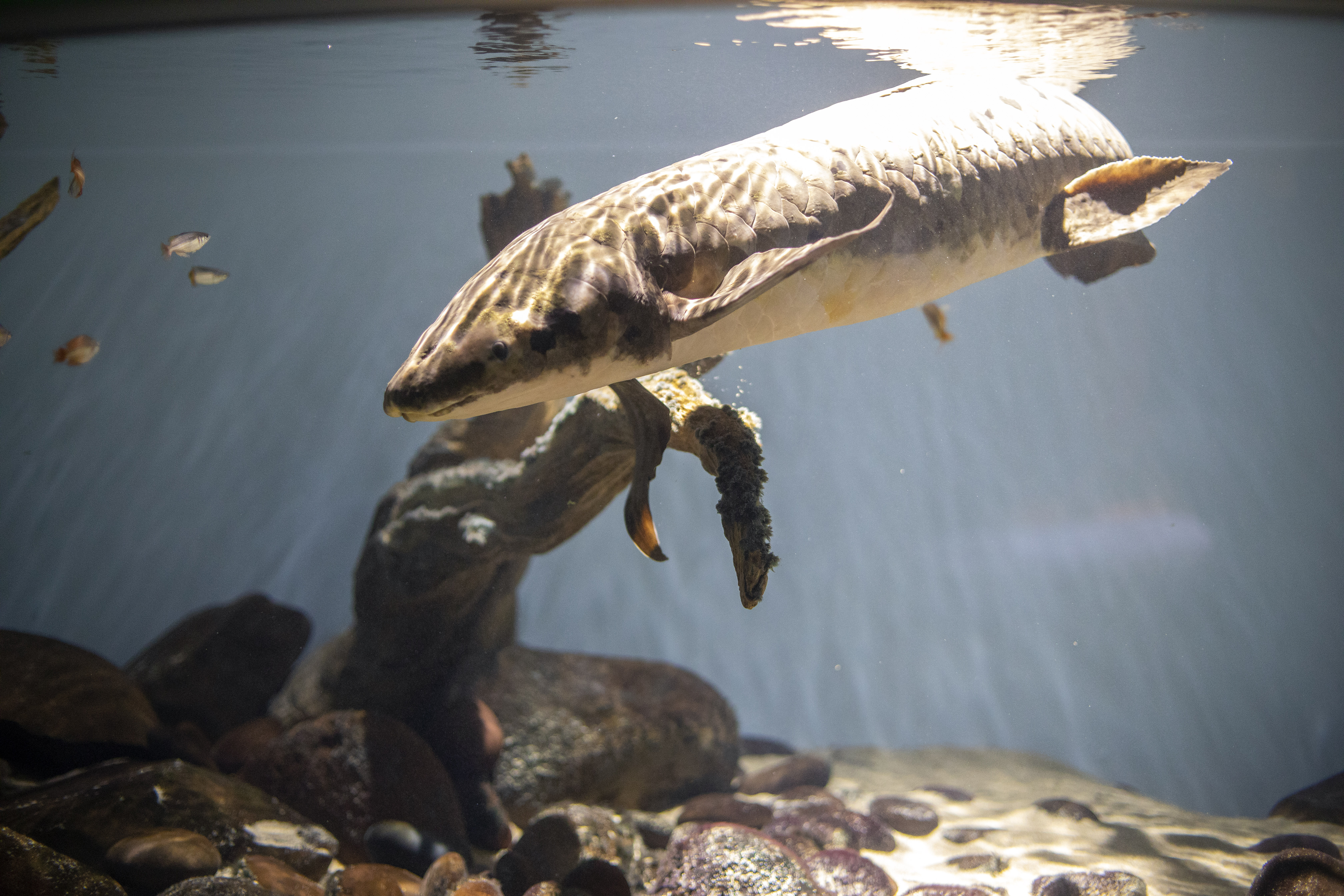 Methuselah: Najstarija akvarijska riba na svijetu