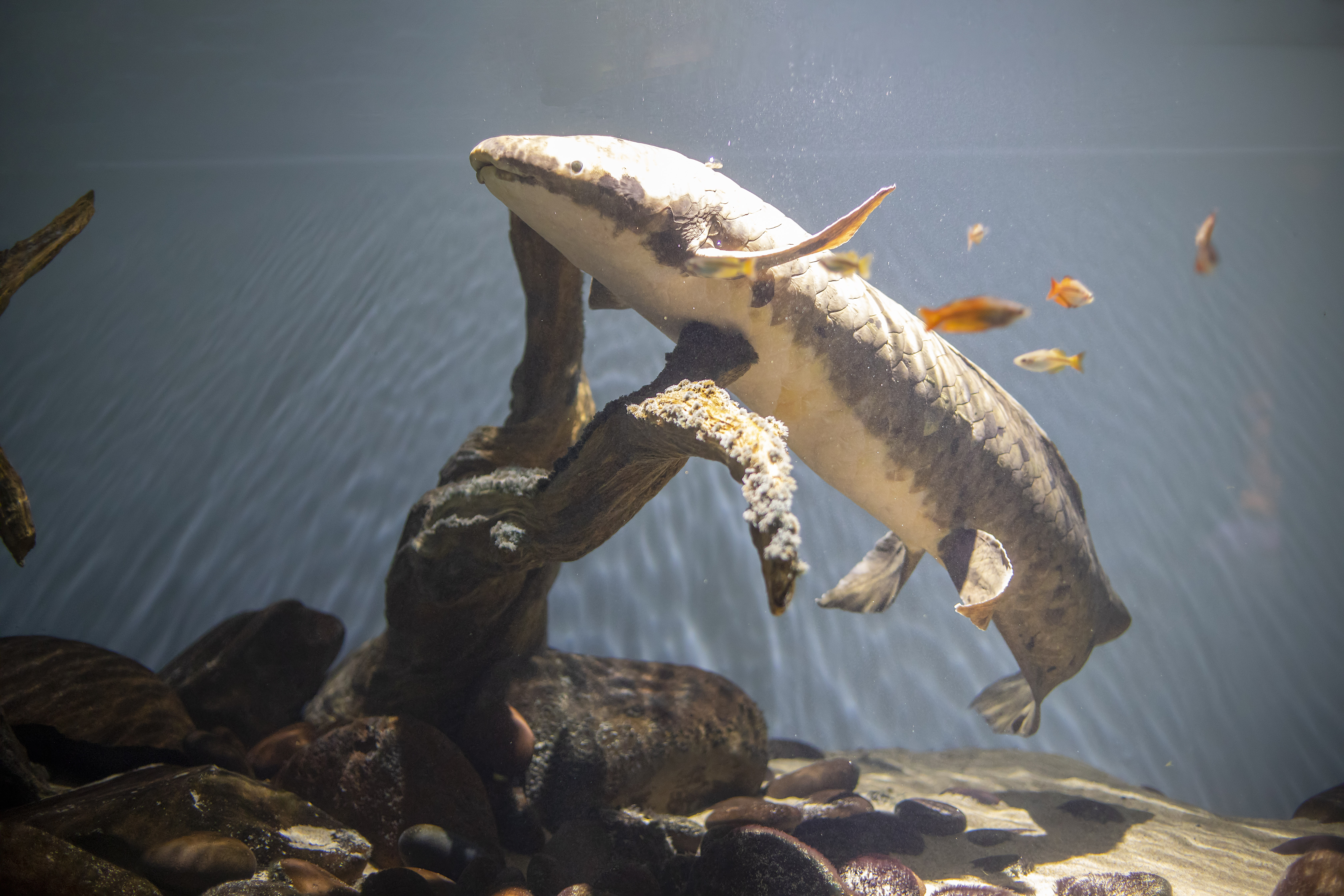 Methuselah: Najstarija akvarijska riba na svijetu