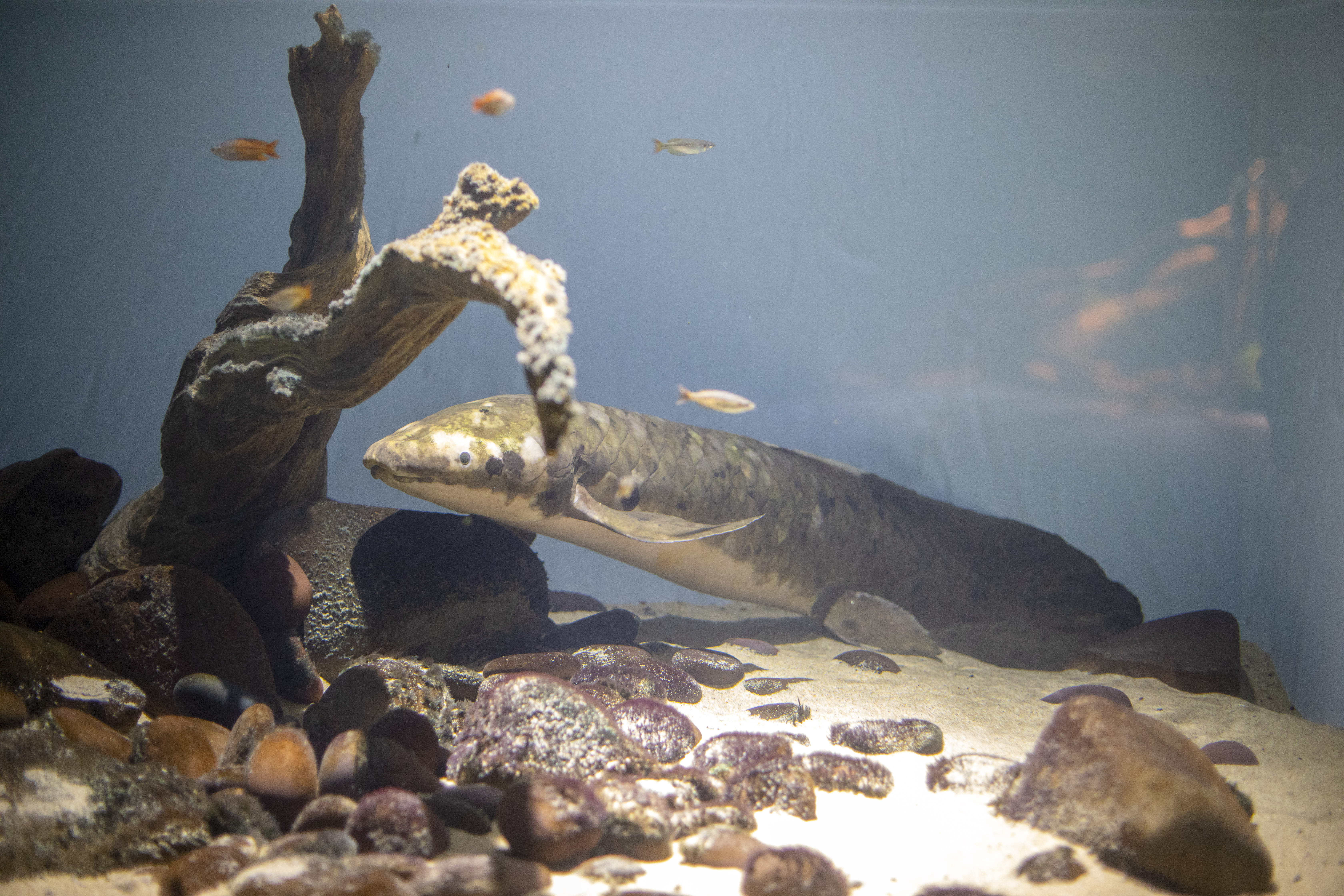 Methuselah: Najstarija akvarijska riba na svijetu