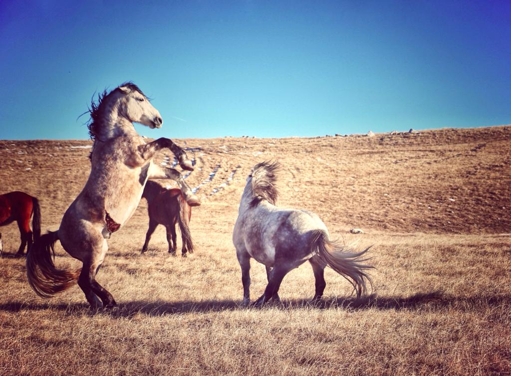 Foto: Aleksandra Vižin