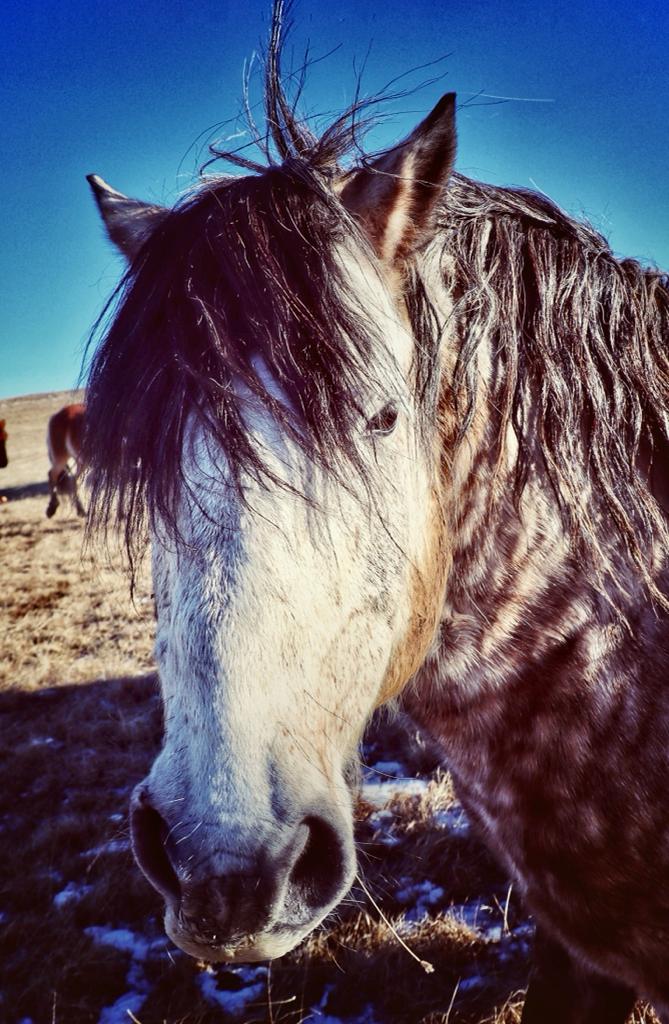 Foto: Aleksandra Vižin