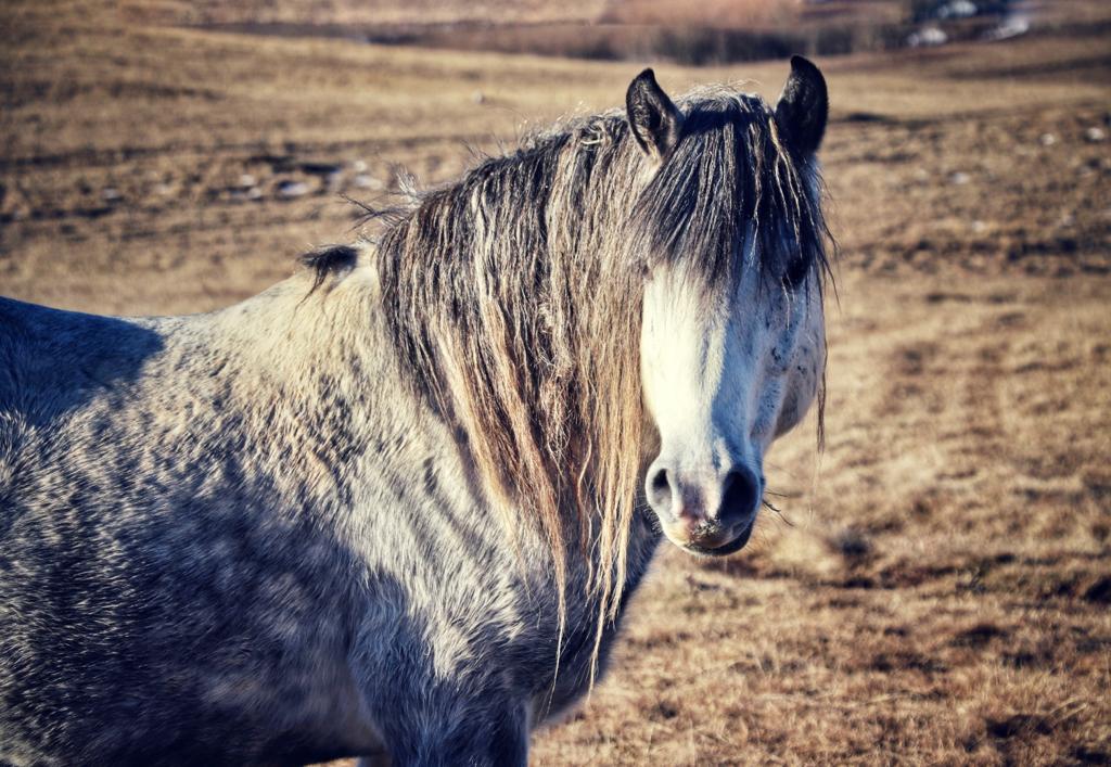 Foto: Aleksandra Vižin