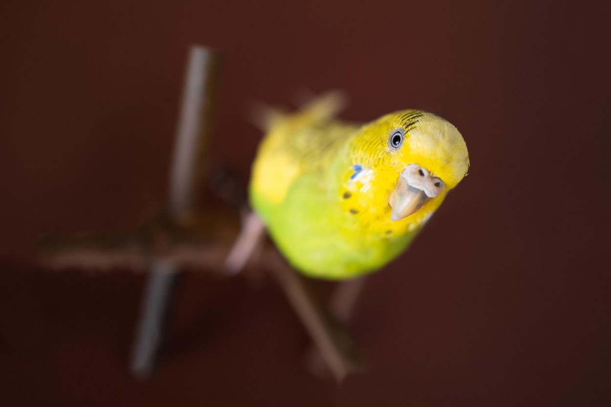 Cute female yellow and green pied budgerigar on a wooden perch toy looking up at the camera.