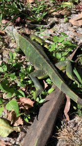 1643639106-2022-01-31T022024Z_509701947_RC22AS9HR12C_RTRMADP_3_USA-WEATHER-IGUANAS-168x300.jpg