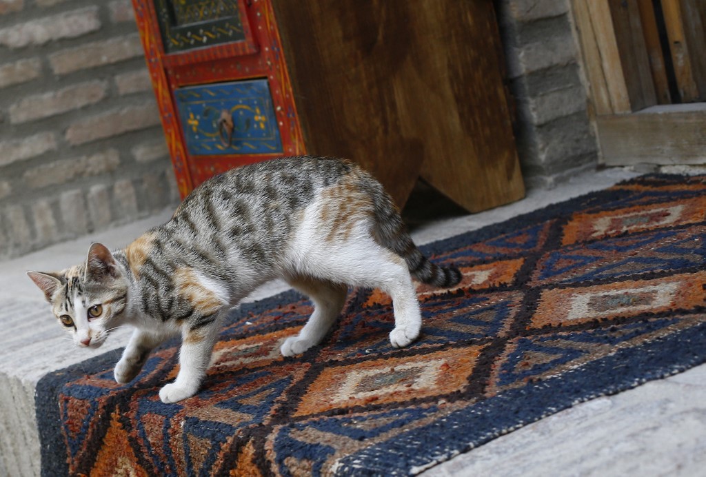 AFGHANISTAN-THEME-PETS