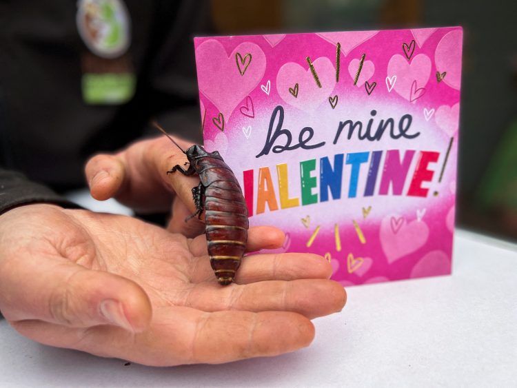 1644824691-2022-02-11T123613Z_906783145_RC22HS9BCSSJ_RTRMADP_3_VALENTINES-DAY-BRITAIN-COCKROACHES-750x563