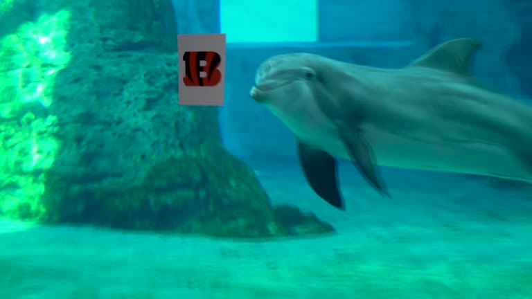 Dolphin predicts Bengals win big in Super Bowl