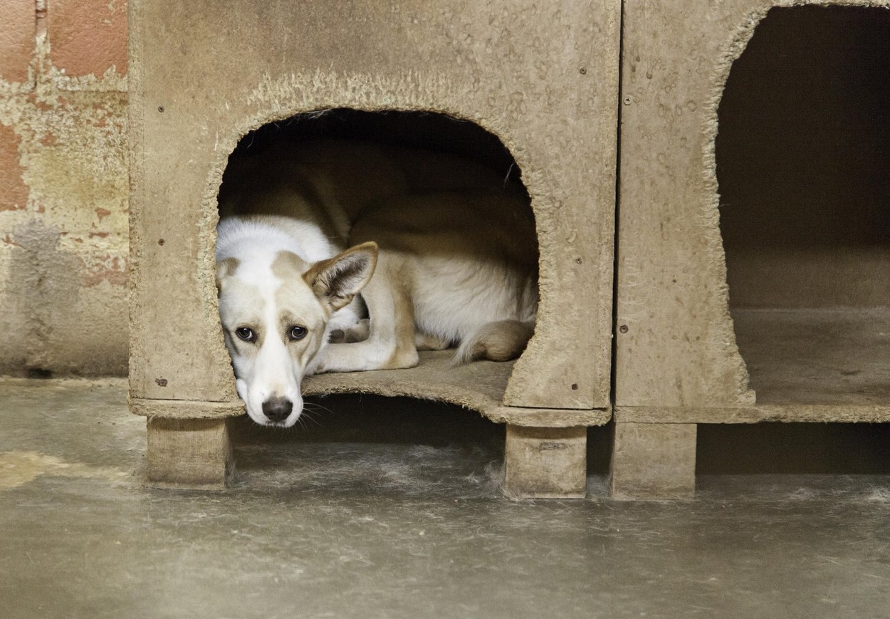Locked kennel dogs abandoned, sadness