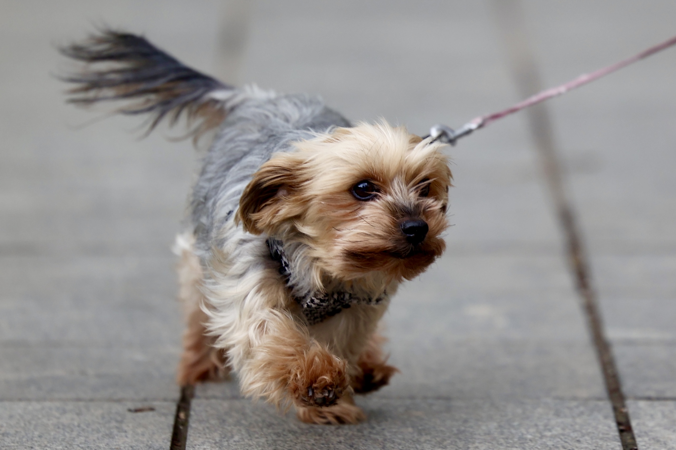 Međunarodni-dan-planete-zemlje9