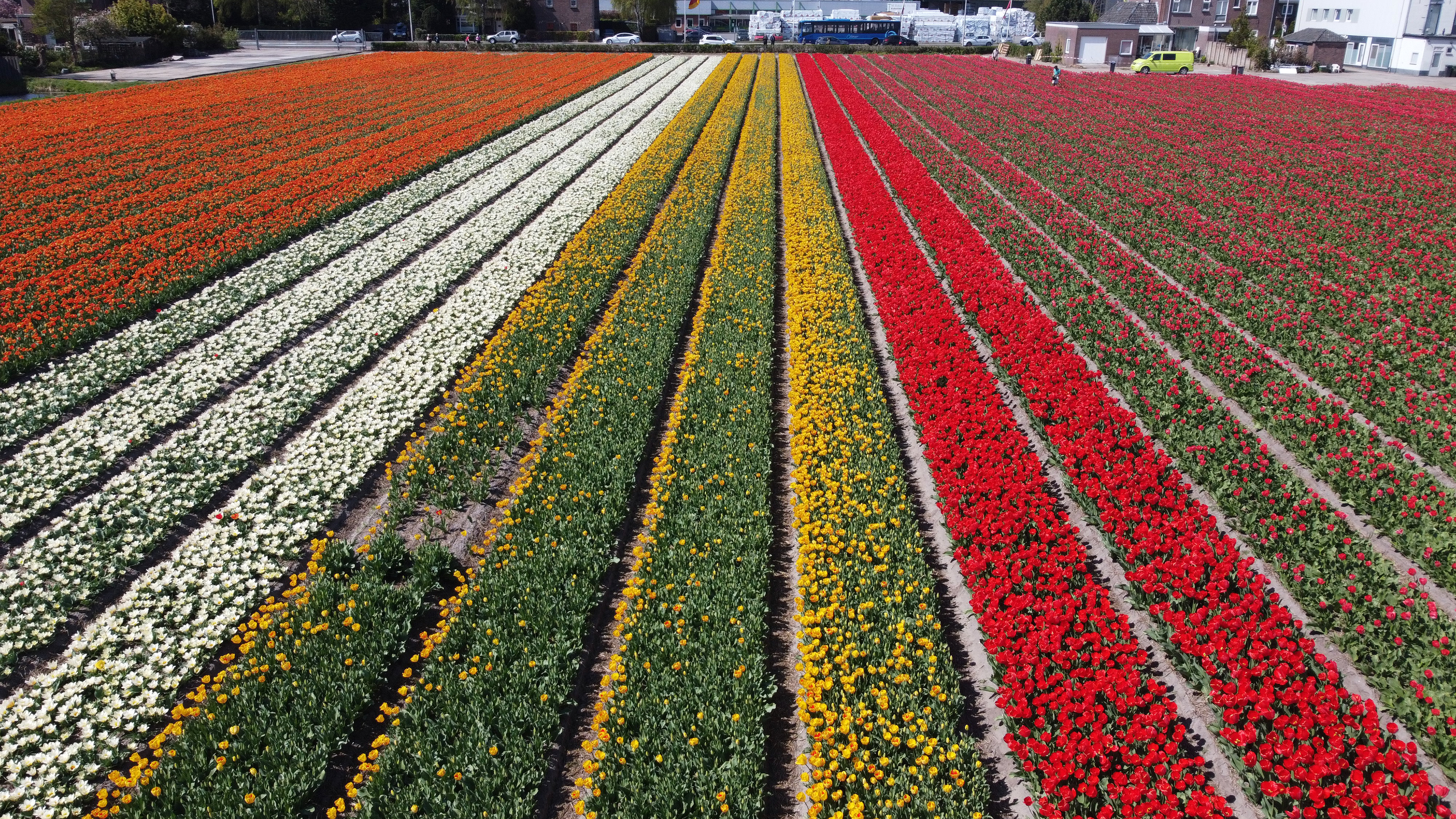 Holandija: Proljećni pogled na polje tulipana u Lisseu