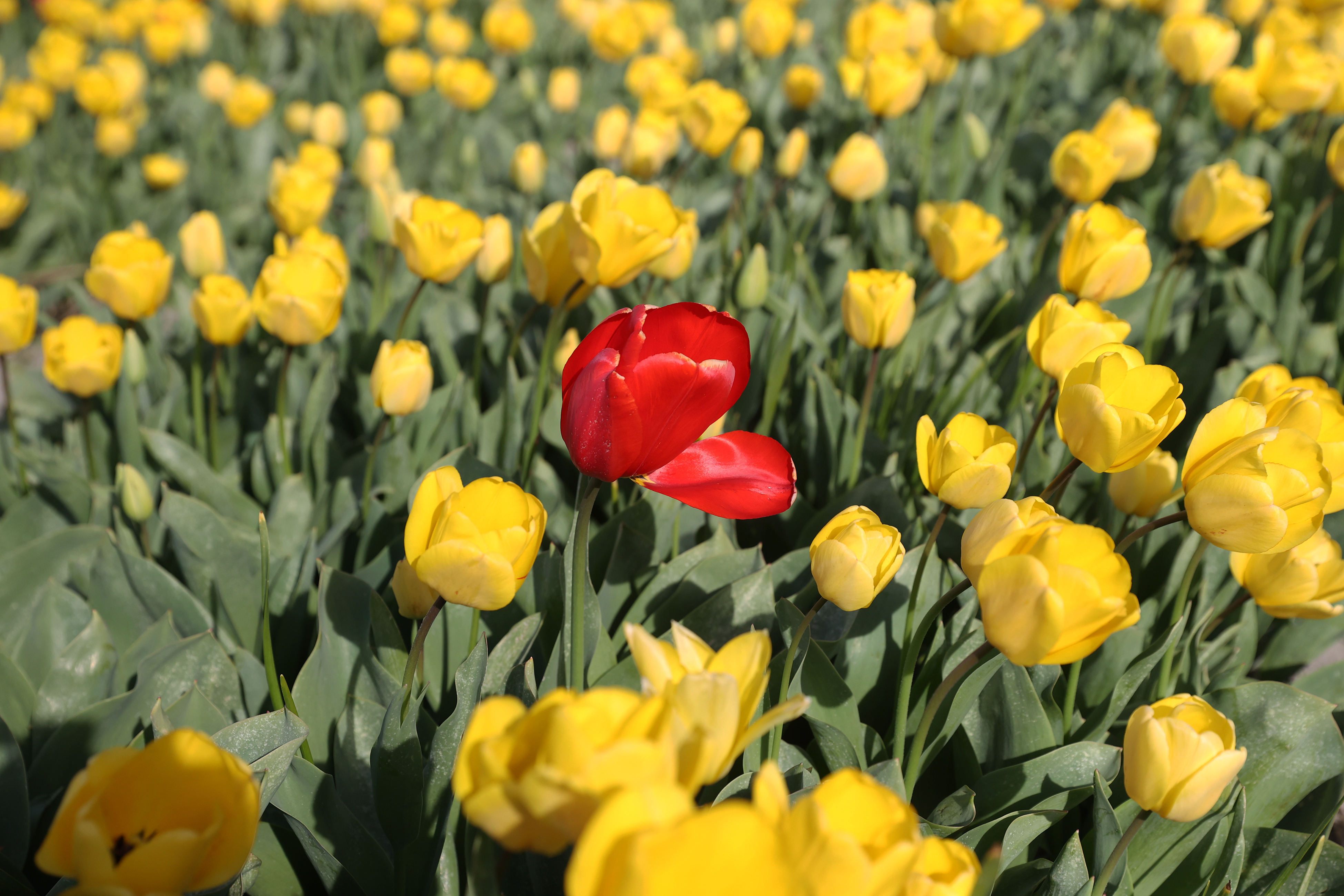 Holandija: Proljećni pogled na polje tulipana u Lisseu