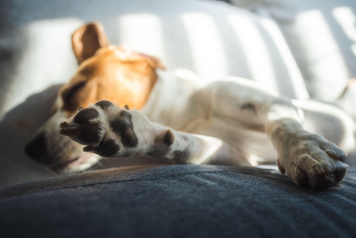 Tired beagle dog sleeps on a couch in bright room.