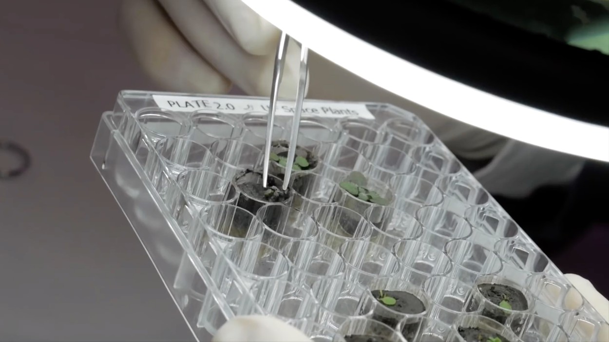 Scientists grow plants in Moon soil for the first time