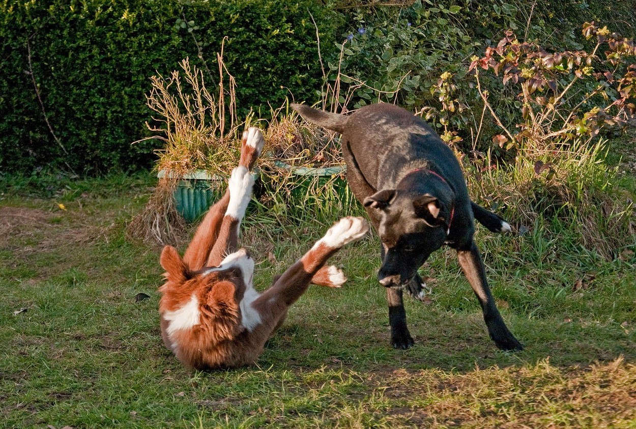 Dogs playing garden
