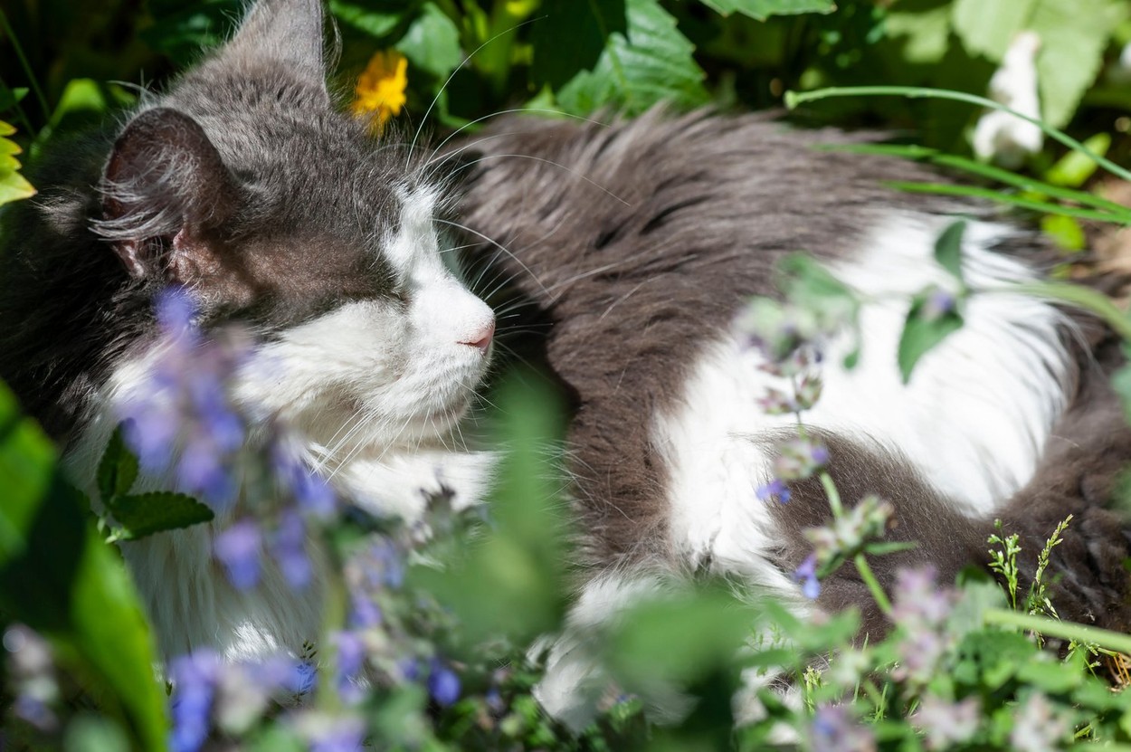 Cat relaxing in the garden among the catmint.