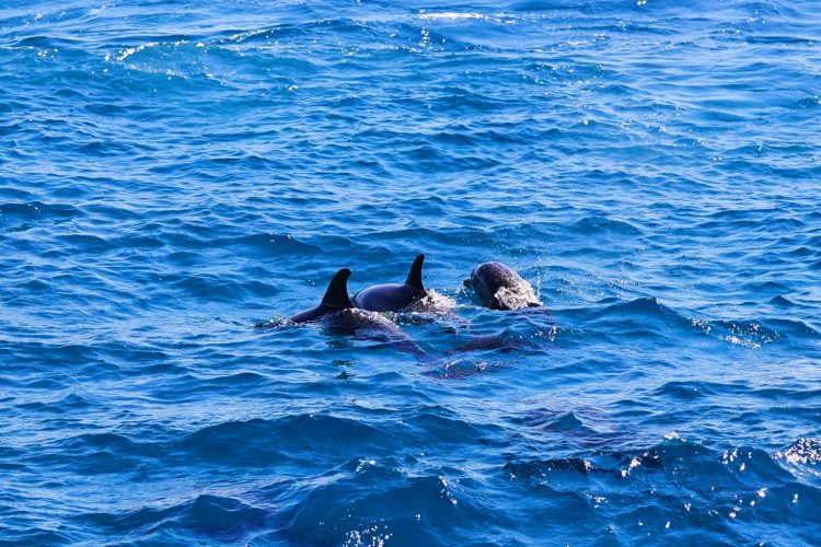 1651146098-1645356133-IMG_20220213_233338-750x500