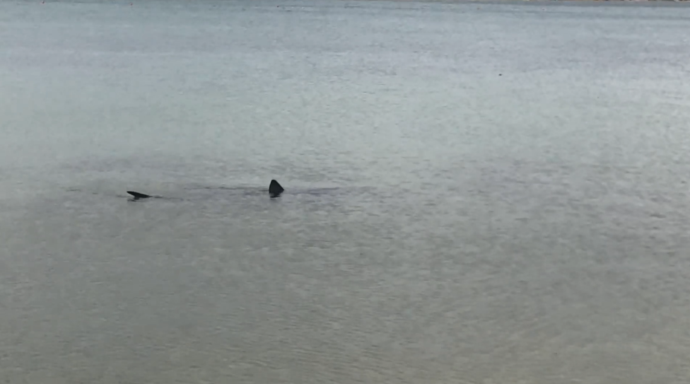 1653819536-morski-pas