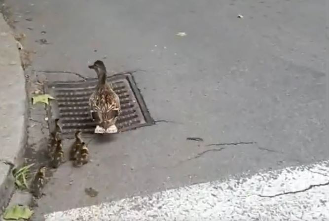 1653836550-1653829478-patka-cubrina-tw