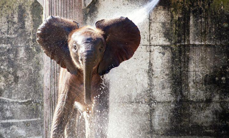 1653990897-elephant-4474027_1920-750x453