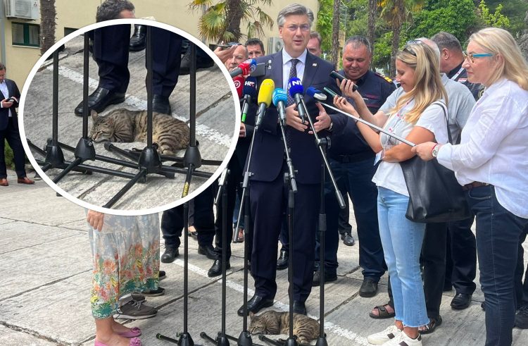 plenković maca