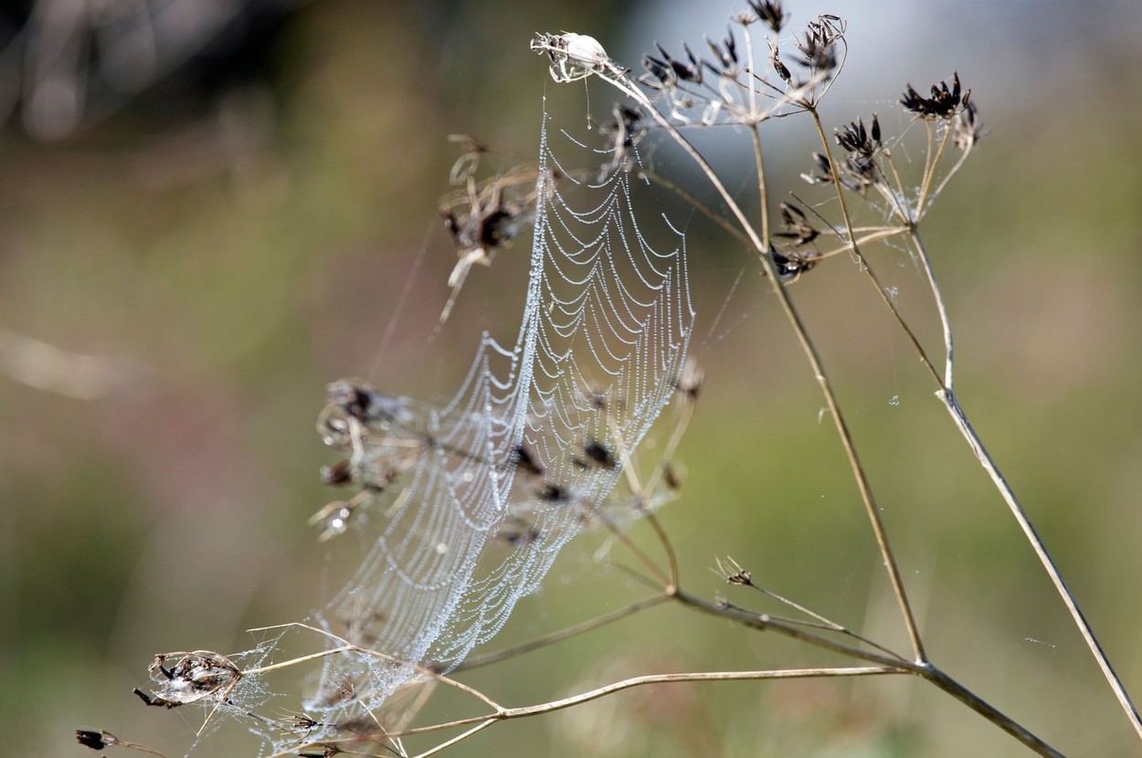 dew on spiderweb